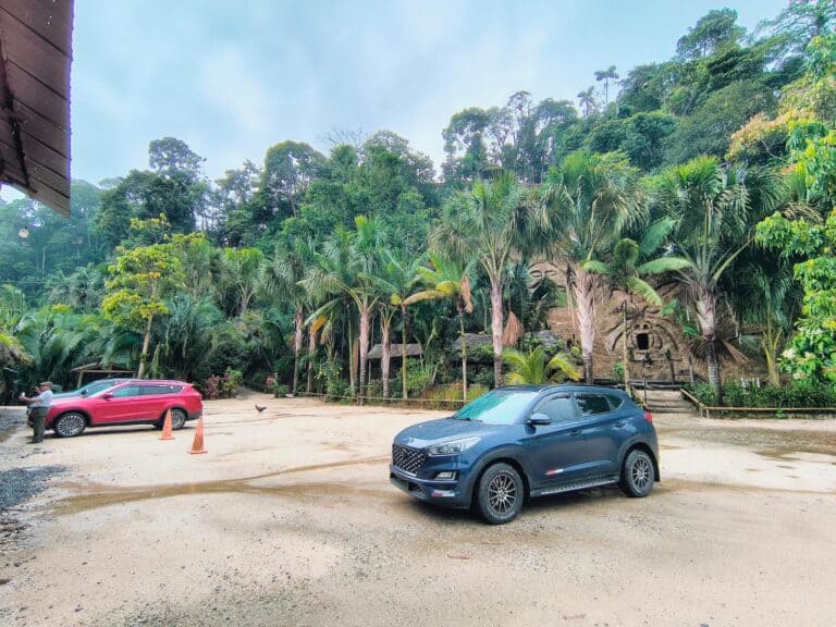 SUVs parked near lush tropical forest entrance