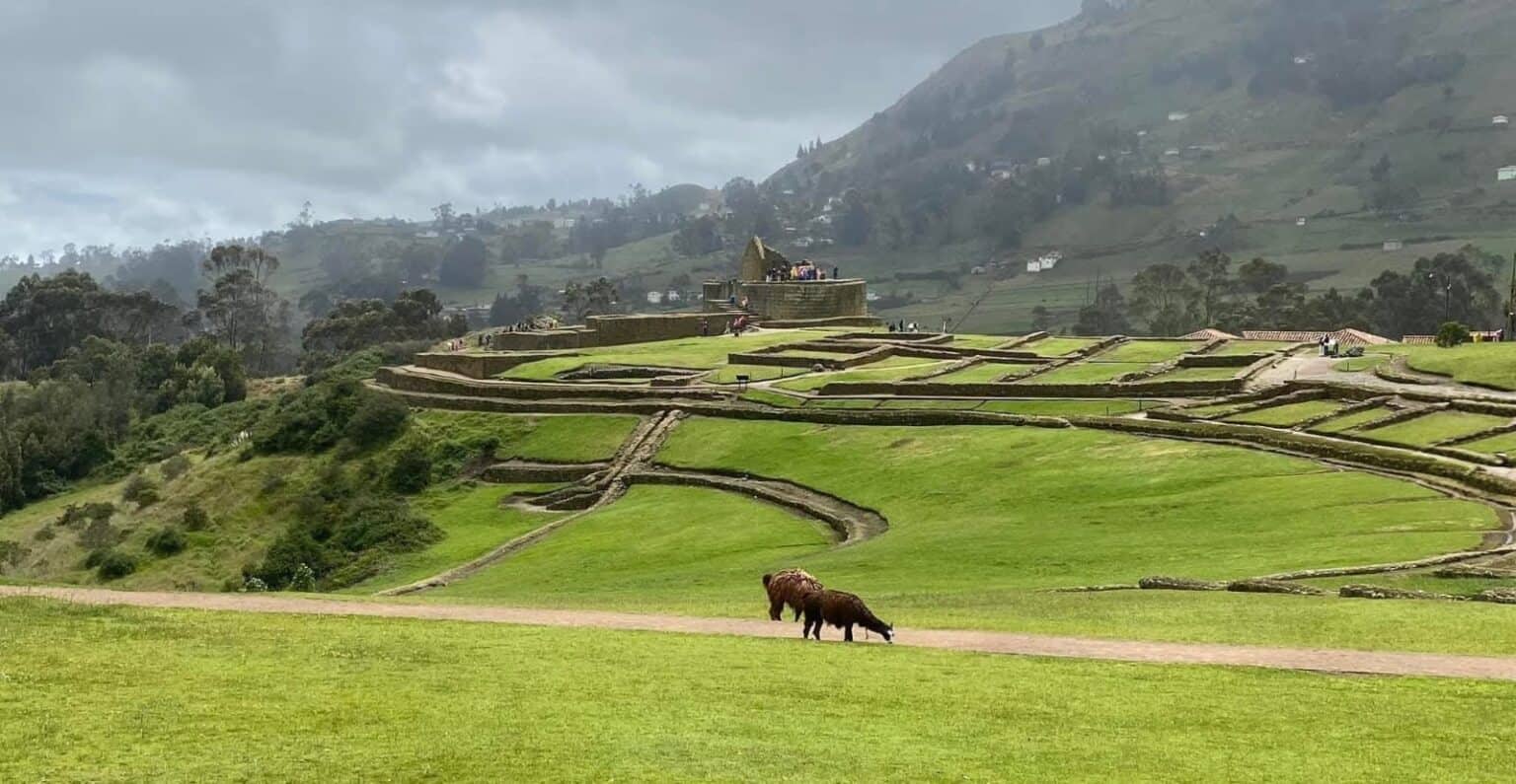 Llamas grazing near terraced Inca ruins