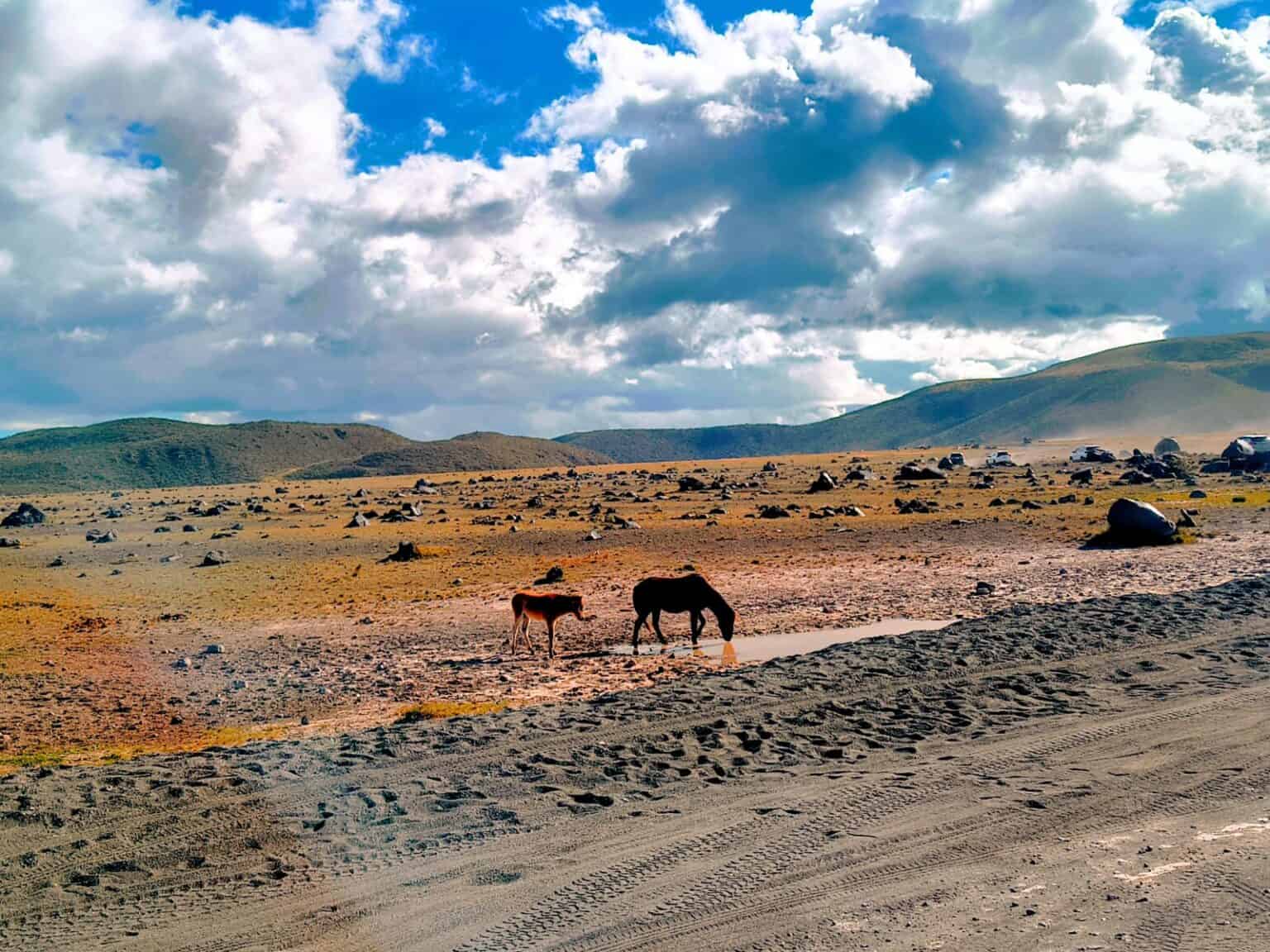 Two horses drinking from puddle in rocky desert